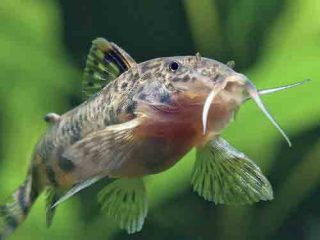 Brown-point shield skin longirostris Aspidoras fuscoguttatus fish