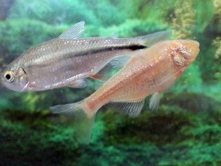 mexican cavefish