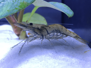 whisker shrimp care guide