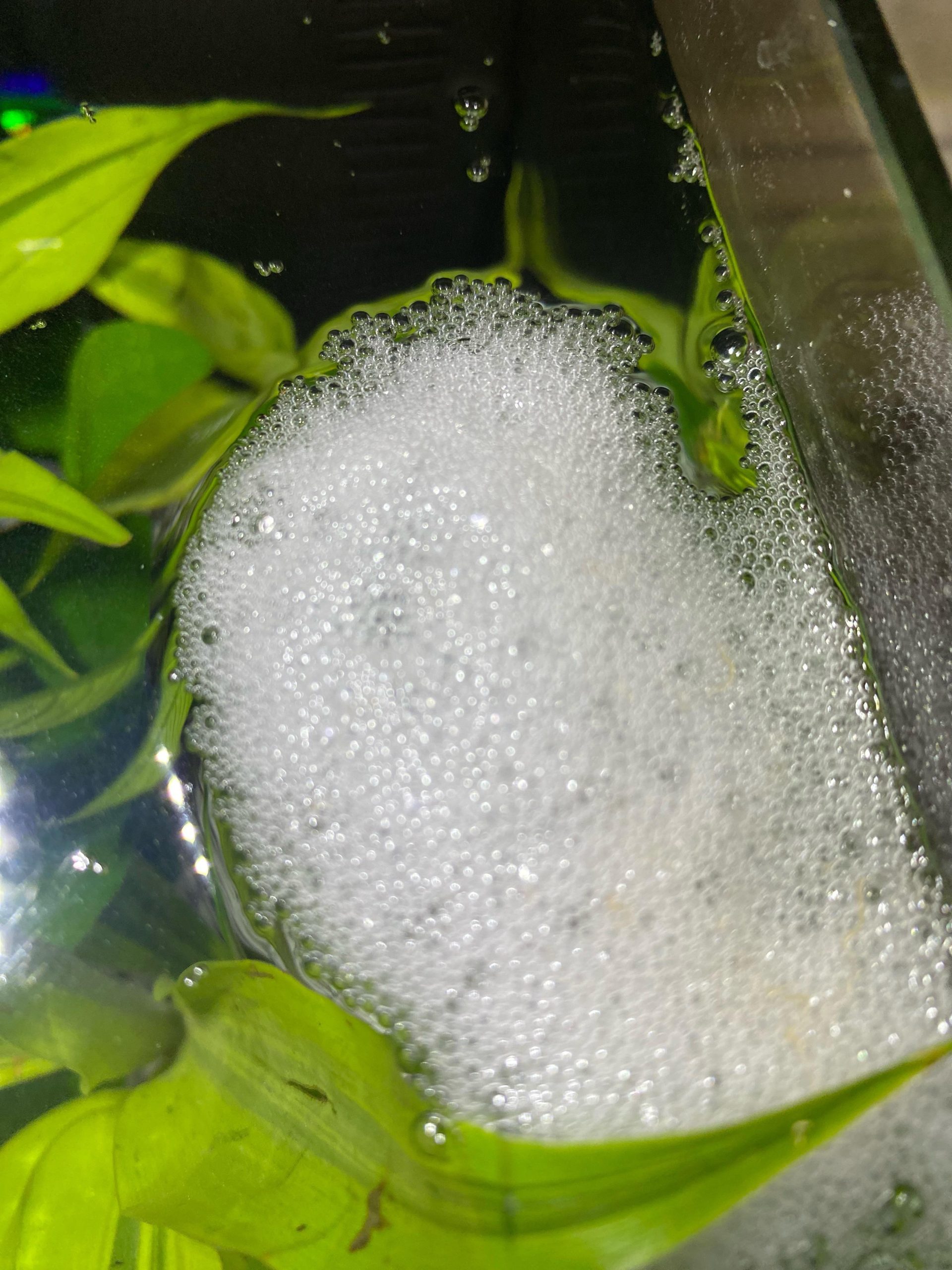 When Do Betta Fish Build Bubble Nests