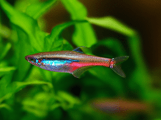 An image showcasing the vibrant African Copper Ribbon Tetra, highlighting its elongated body, shimmering copper coloration, and distinctive ribbon-like fins