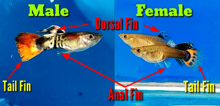 difference between male and female guppy poecilia how to identify