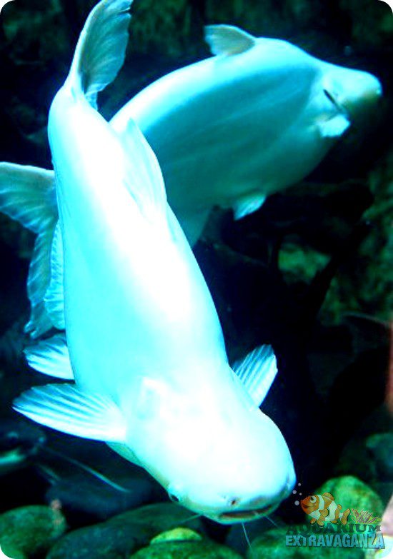 Albino Iridescent Shark as a Pet