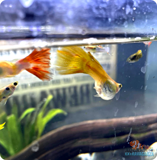 Can Guppies Live in Room Temperature Water
