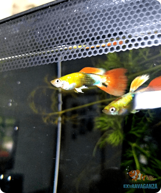 Can all guppies change their gender