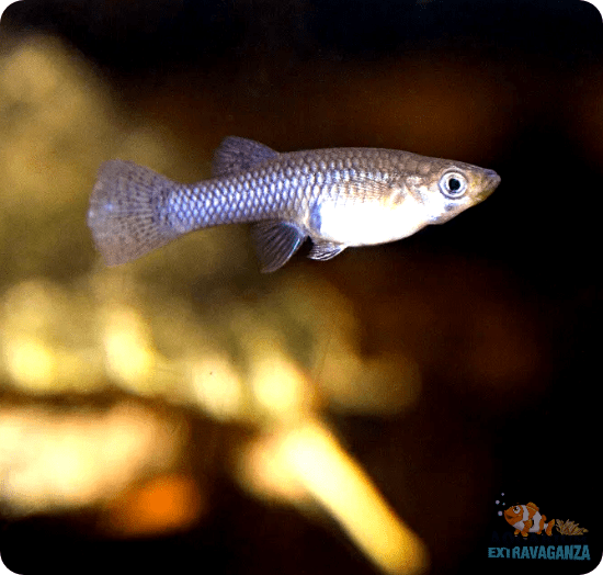 Impact of Hot and Cold Water on Guppies