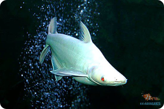 Iridescent Shark vs Albino Iridescent Shark