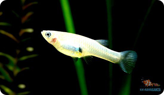 Maintaining Ideal Water Temperature for Guppies