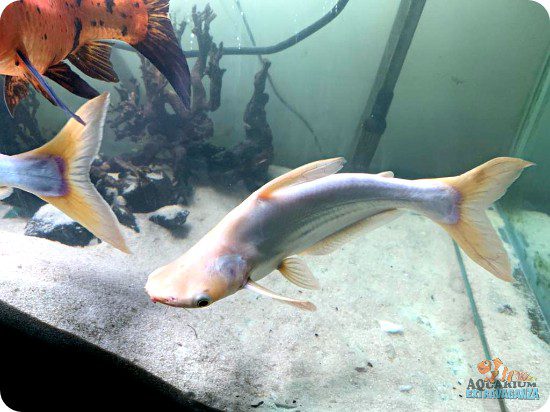 Pangasianodon Hypophthalmus Shark feeding and breeding