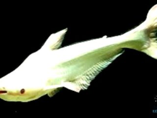 albino iridescent shark care guide for aquariums