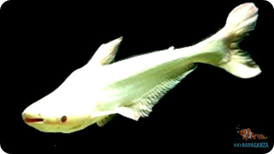 albino iridescent shark care guide for aquariums