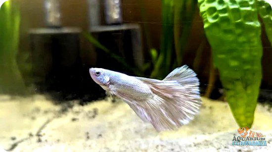 Betta Fish Constipation Causes, Treatment & Prevention