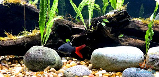 Can a Red Tail Shark Live With a Betta