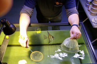 african butterfly fish care
