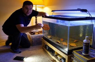 almond leaves improve aquarium health