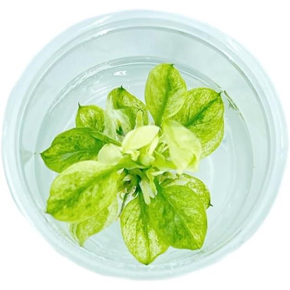 Anubias-Nana 'Marble Mini' Tissue Culture Aquarium Plant