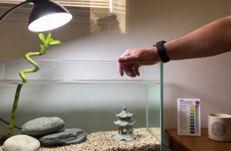 aquarium friendly lucky bamboo