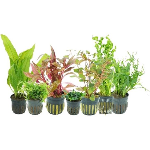 Live Aquarium Plants Starter Kit (6-Pot Pack)
