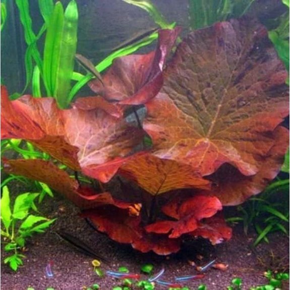 Tiger Lotus Lily Live Aquarium Plants
