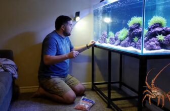 arrow crab care guide