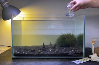assassin snail care essentials