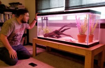axolotl tank setup essentials