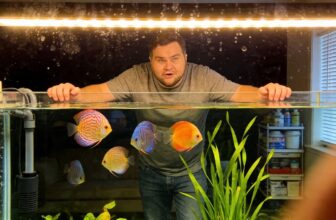 beginner s discus fish care beginner s discus fish care