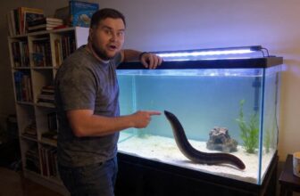 black sea hare care