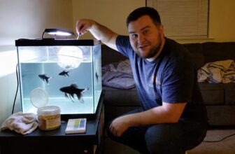 black tetra care basics