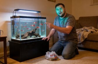 bleeding heart tetra care guide