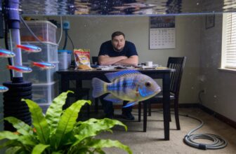 bolivian ram thrives community tanks