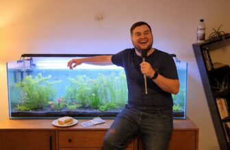 break aquarium rules wisely