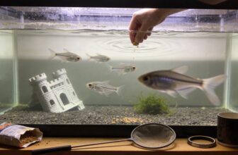brilliant x ray tetra care