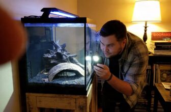 bumblebee catfish tank care
