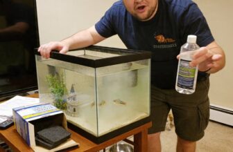 cloudy fish tank causes