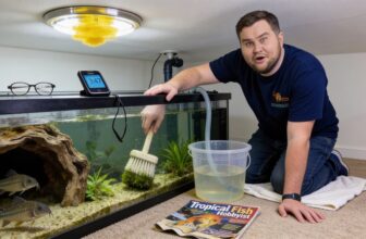 cory breeding care guidelines