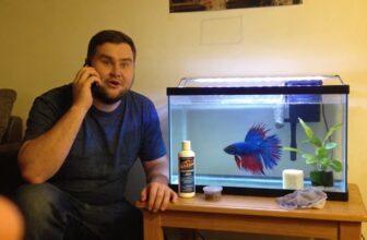 crowntail betta care guide