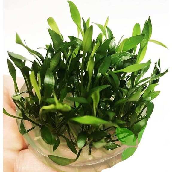 Cryptocoryne Tissue Culture Cup Aquarium Plants BUY2GET1FREE