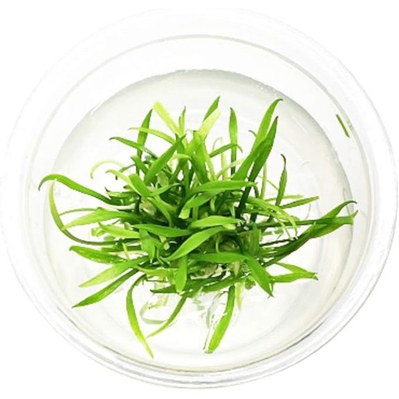 Cryptocoryne Parva Live Aquarium Plant (BUY2GET1FREE)