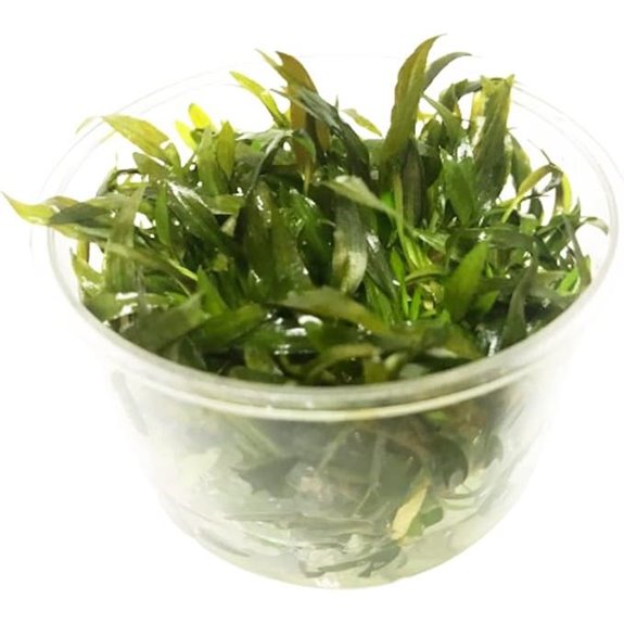 Cryptocoryne Aquarium Plants Tissue Culture Cup