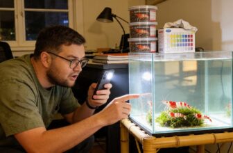 crystal red shrimp care