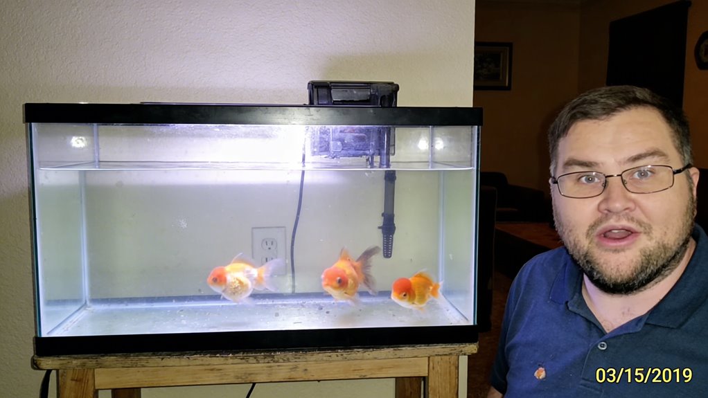 delicate sac filled goldfish