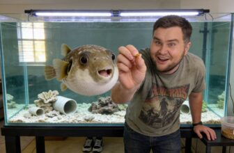 dog faced puffer care guide