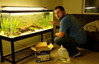 dwarf chain loach care
