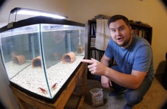 dwarf crayfish care essentials