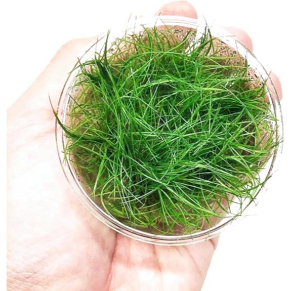 Dwarf Hairgrass Live Aquarium Plant (BUY2GET1FREE)