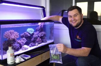 emerald crab care guide
