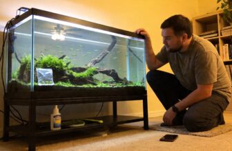 emerald dwarf rasbora care