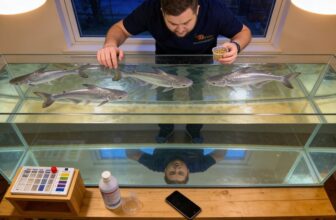 essential care for bala sharks