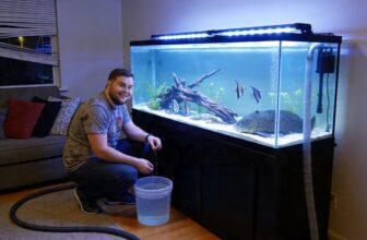 exotic pet insurance essentials